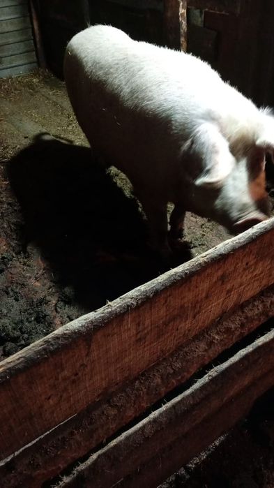 Свинина продам мясо