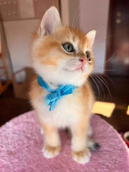 Băiețel iubitor british shorthair golden chinchilla!