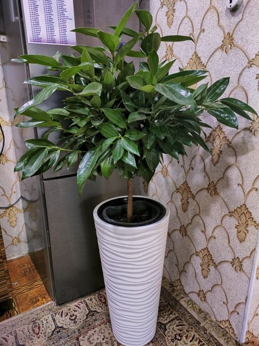 Цветы . Доставка