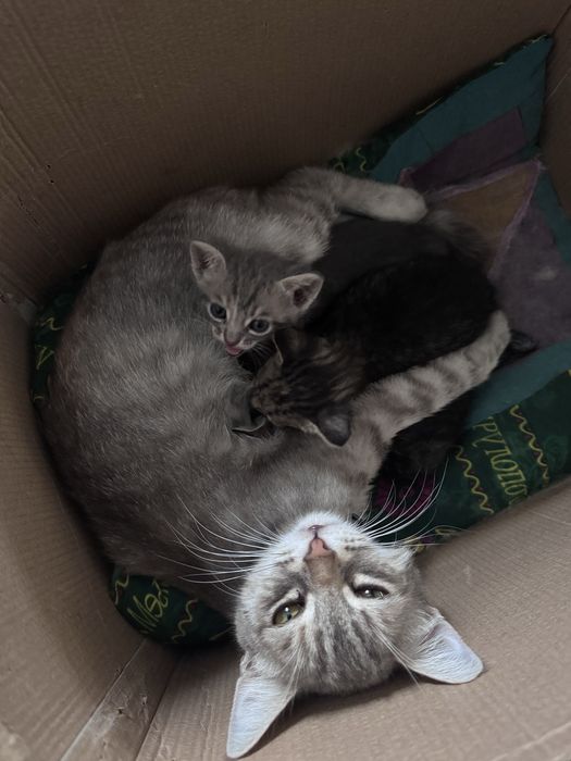 Отдам даром котят