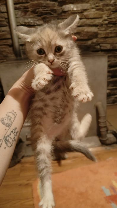 Отдам котят в добрые руки