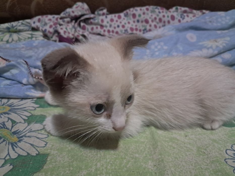 Отдам котёнка мальчика в добрые руки