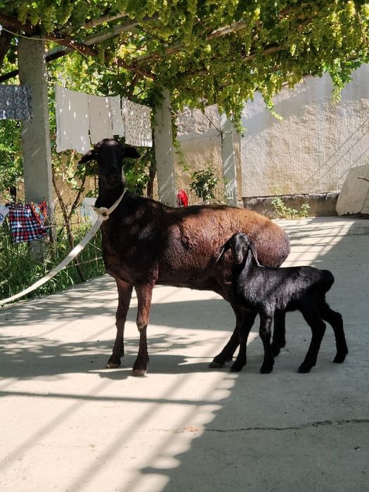 Chista super elita quy sotiladi ena bola 2 chi qorin urğochi