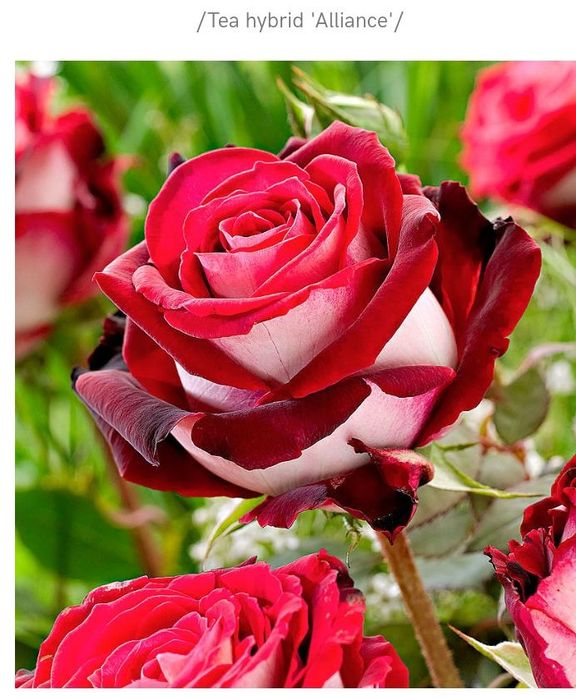 En gross  Oferta de primavara 2026 Trandafiri butasi de vanzare