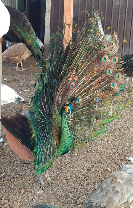 Mascul paun Verde,Java-Muticus !