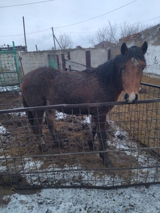 Продам тая жирный