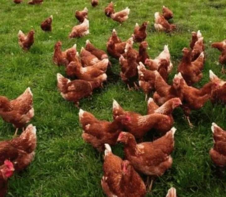 Gaini rosii ouatoare,rate mute