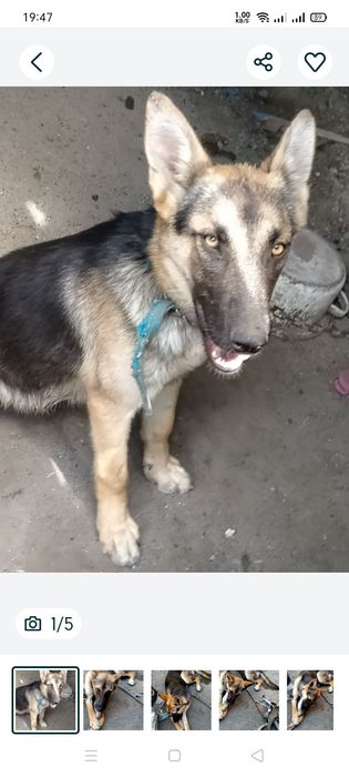 Продам немецкую овчарку срочно девочка