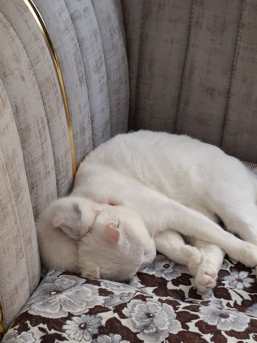 Кот мушук сотилади