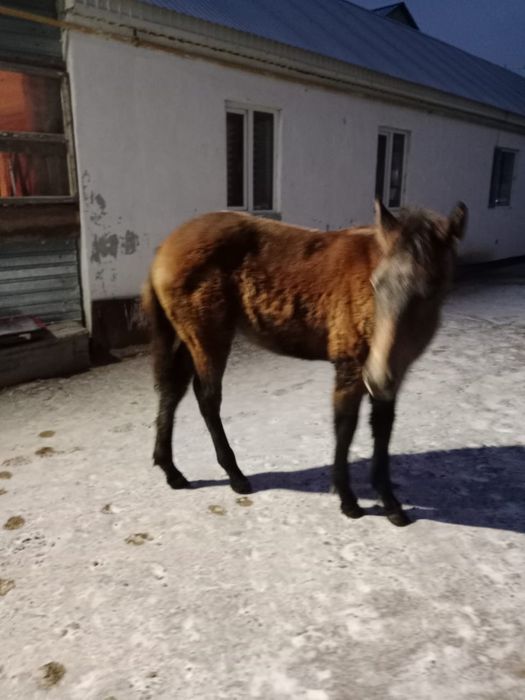 Продам лошадь жабагы