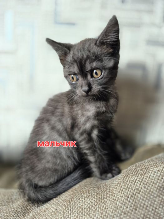 Отдам котят  в добрые руки