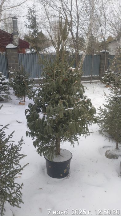 Живые Новогодние ёлки