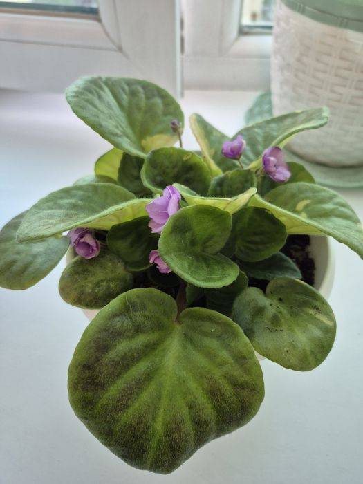 Продам фиалки комнатные