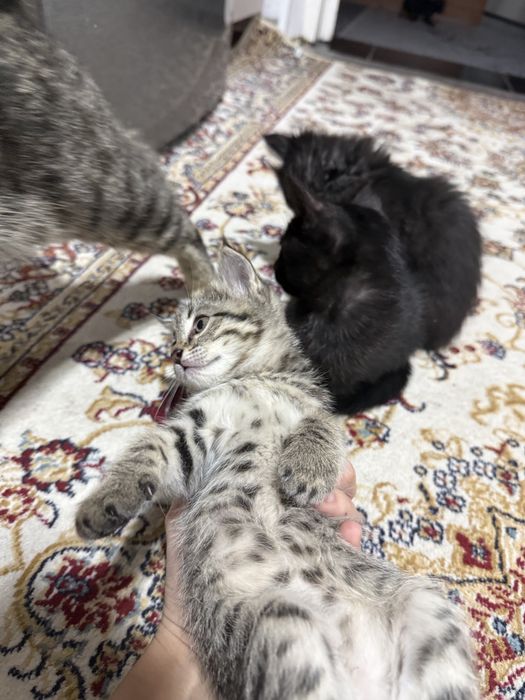 Отдам котят ! В добрые руки ! Домашние