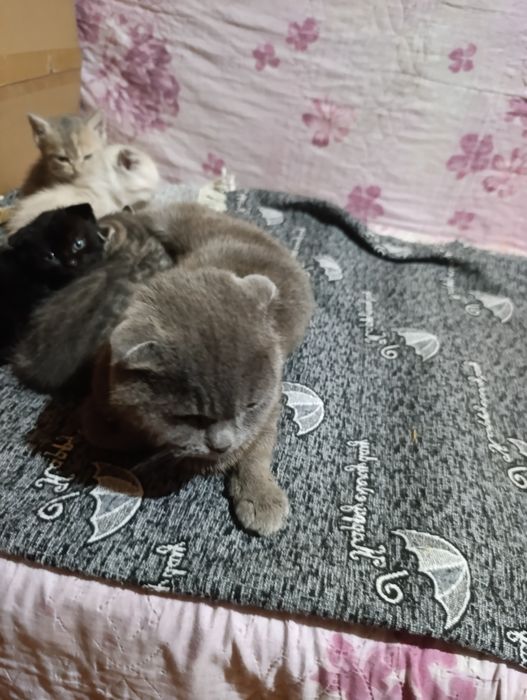 Отдам котят 3 девочки , даром ,,,