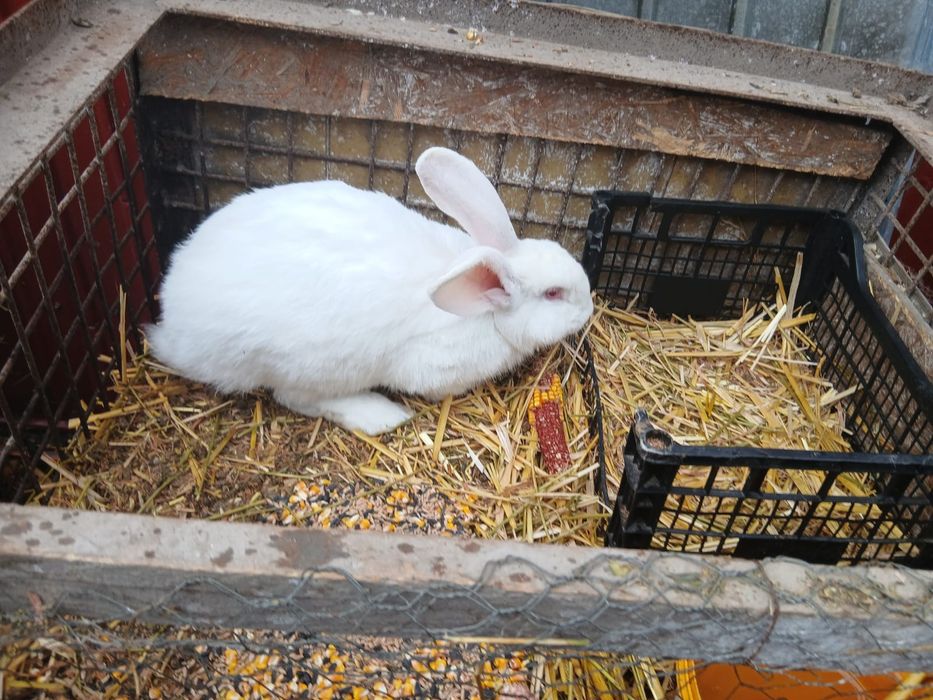 O pereche Urias german rasa pura și un mascul pe alb curcit