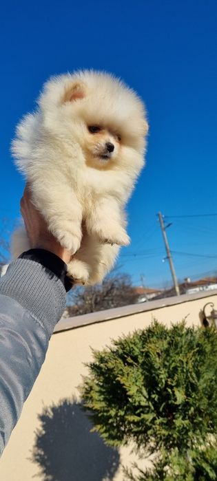 Померан мини померан