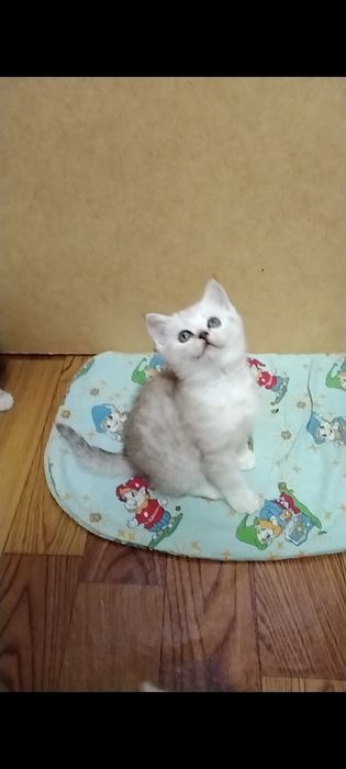 Скоттиш страйт. Мальчик.