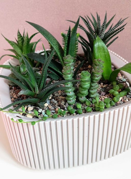 Композиции из суккулентов