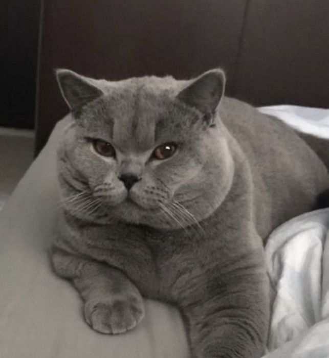 Британски и Шотландски котенца