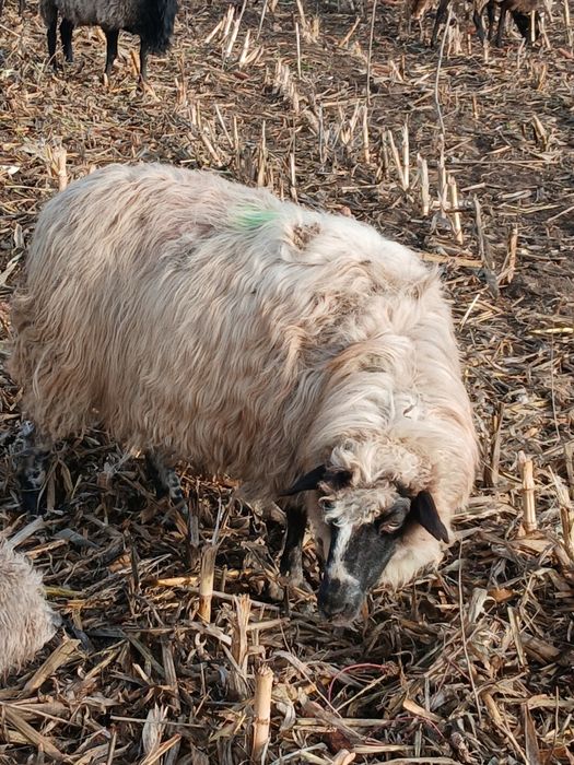 De vanzare 3 oi turcane