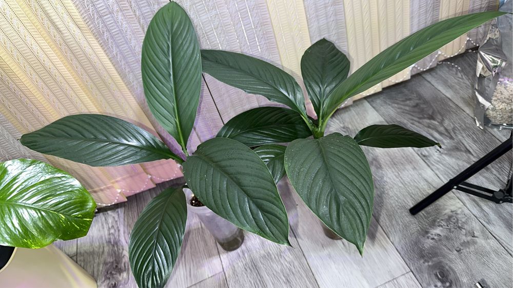 Сенсации Голандия