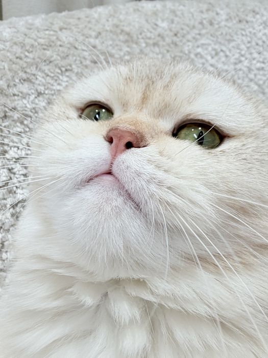 Кошка скотиш фолд