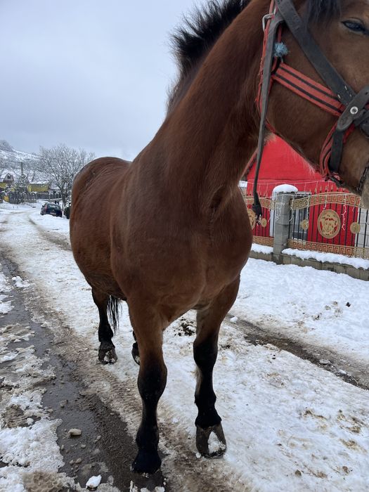 Vand manz acum face 4 ani