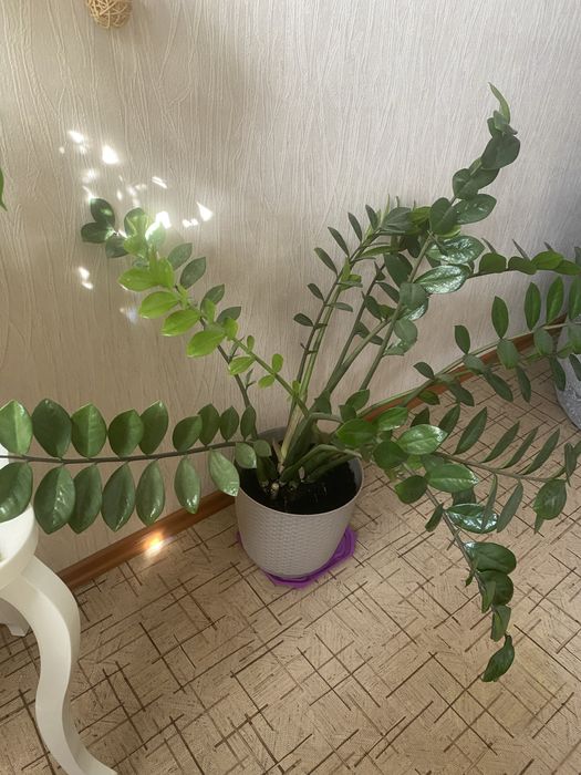 Замеокулькас или денежное дерево