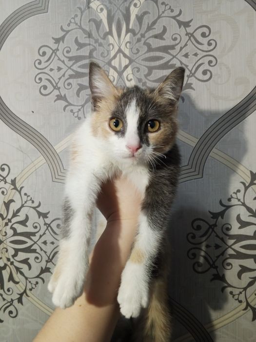 Mushuk sotiladi yaxshi insonlar qoliga beriladi