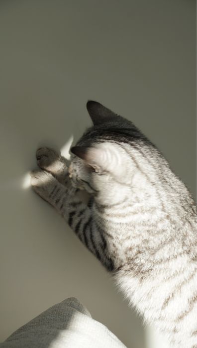 Отдам скоттиш страйт в добрые руки