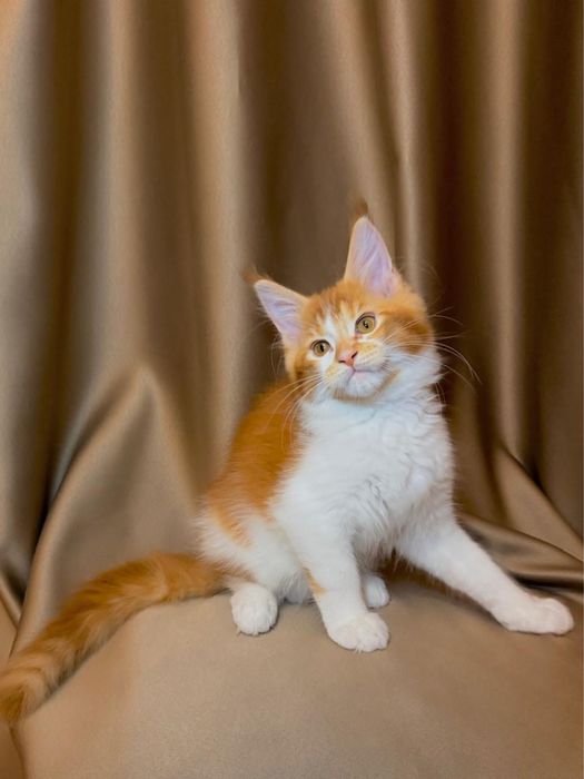 Породные котята мейн-кун