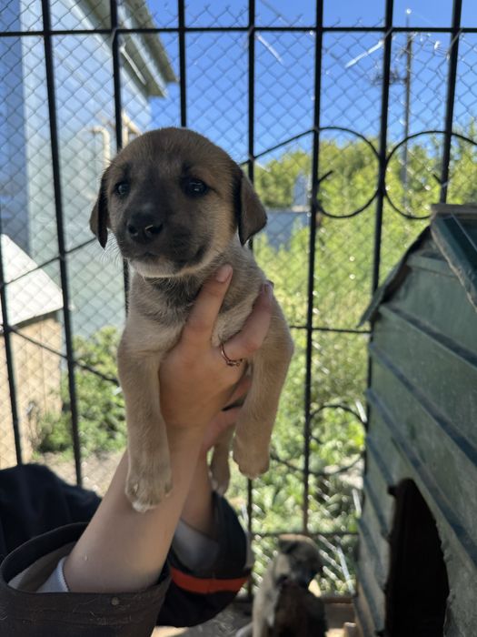 Отдадим щенят в добрые руки!