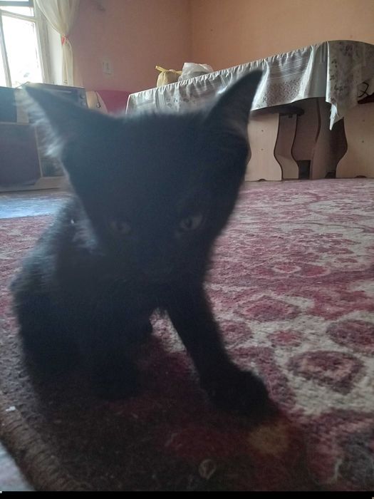 Отдам котят в хорошие руки.