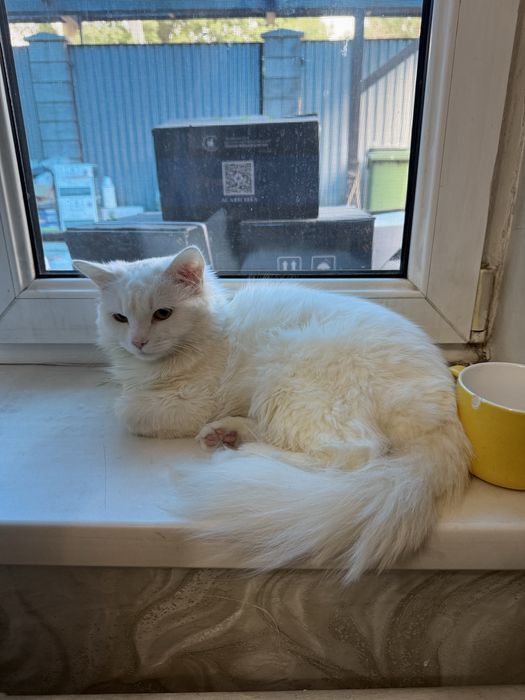 Отдам кошку в добрые руки