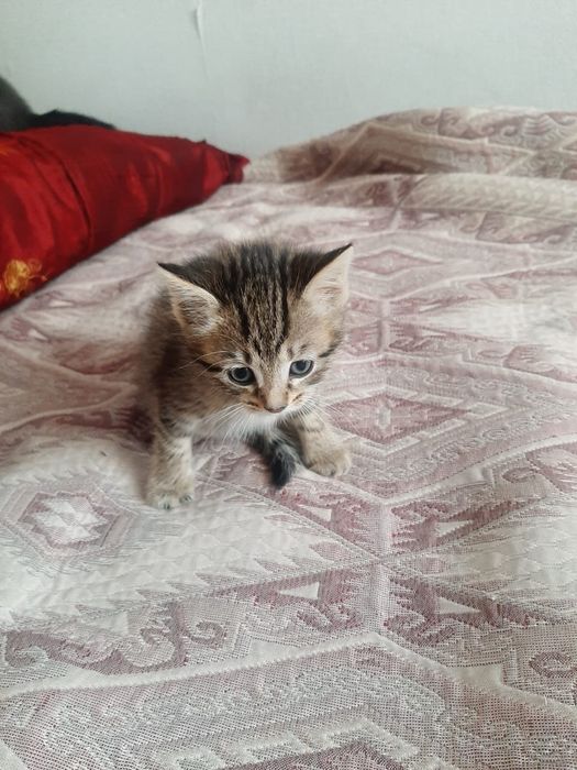 Котята, 3 девочки