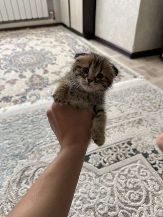 Котенок в добрые руки