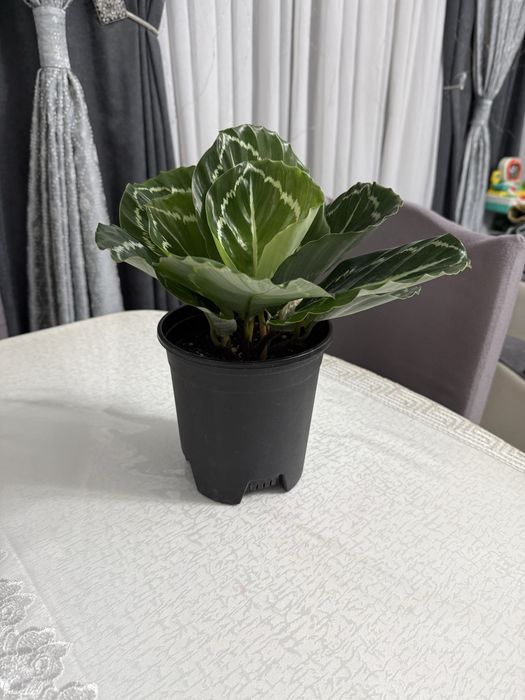 Калатея.   Растение