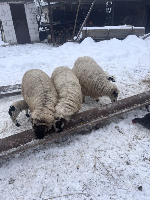 Se ofera spre vanzare oi