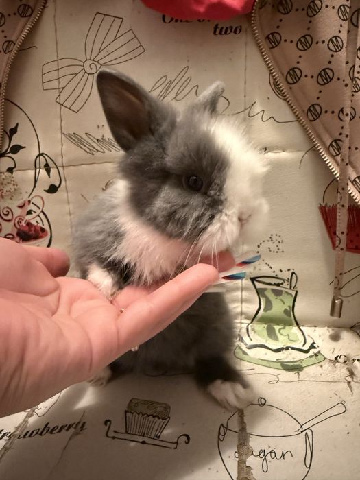 iepurasi pitici mini toy