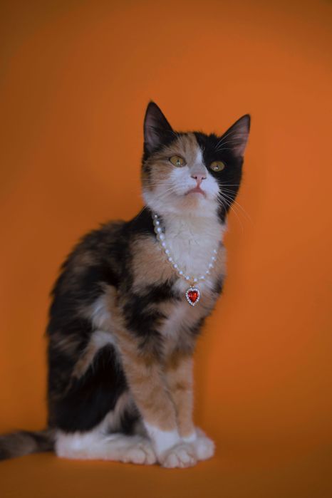 Кошки в добрые и ответственные руки