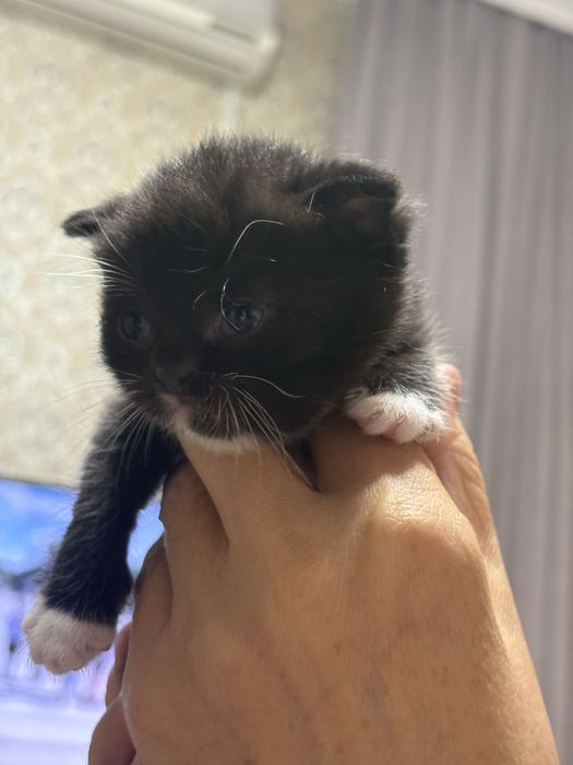 Котята Вислоухие