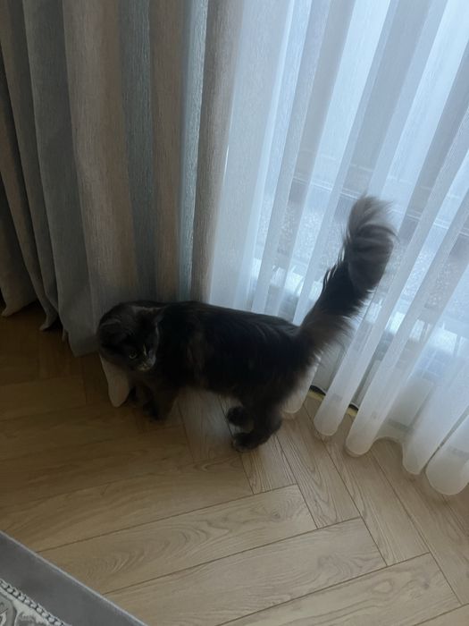 Мейн кун чистокровная