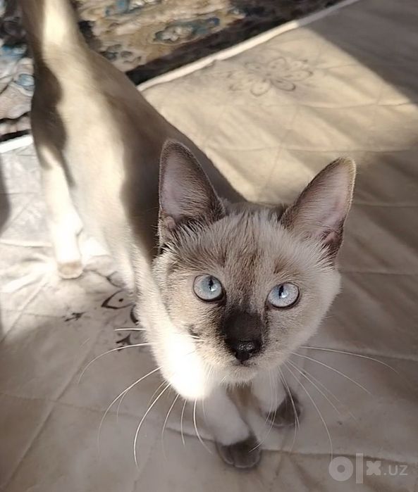 ‼️Отдадим сиамскую кошечку в добрые руки!‼️ 
В связи с переездом в Ко