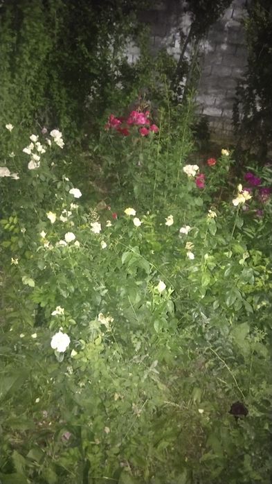 Продам дачу на Ташморе