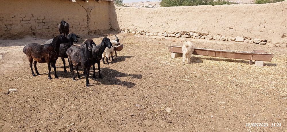 5ta Quy 3ta quzi 2ta taka sotiladi