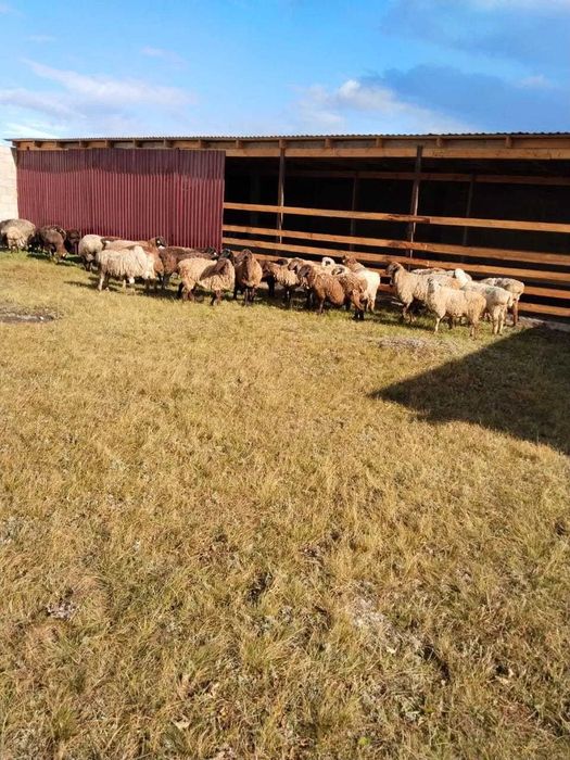 Кой, бараны, овцы