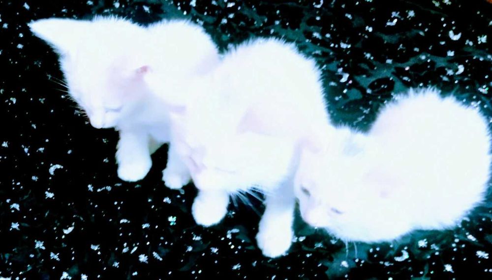 Koshki v Termeze. Beliye kotyata