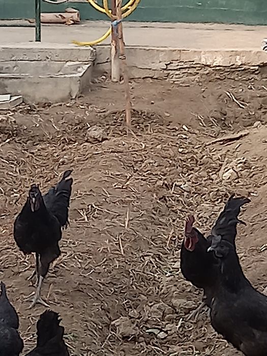 Qora xo'rozlar sotiladi