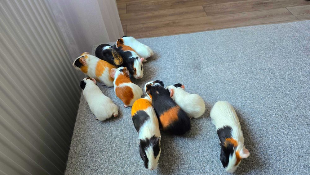 Porcusori de Guineea!